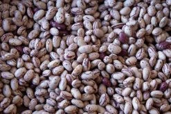 Rancho Gordo - Cranberry Bean - 1lb Pantry