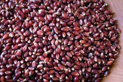 Pantry Rancho Gordo Crimson Popping Corn - 1lb