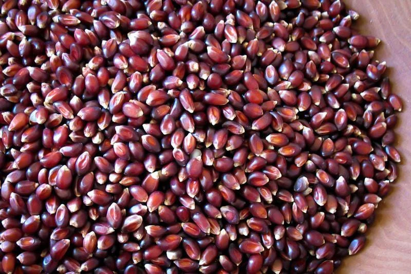 Top 10 👍 Pantry Rancho Gordo Crimson Popping Corn - 1lb 😍 4 Pantry Rancho Gordo Crimson Popping Corn - 1lb