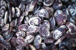 Discount โค๏ธ Rancho Gordo ๐ Christmas Lima Bean - 1lb ๐ 7 Rancho Gordo Christmas Lima Bean - 1lb