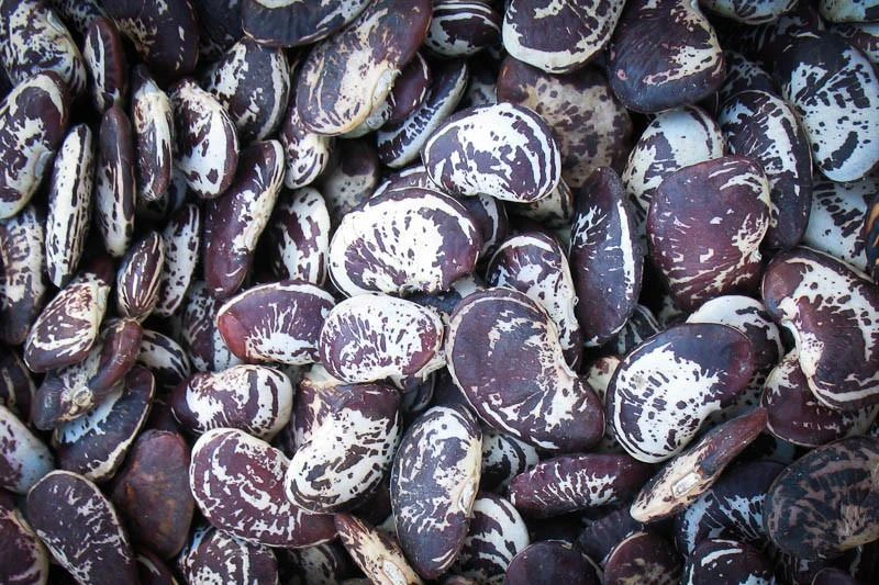 Discount โค๏ธ Rancho Gordo ๐ Christmas Lima Bean - 1lb ๐ 5 Rancho Gordo Christmas Lima Bean - 1lb